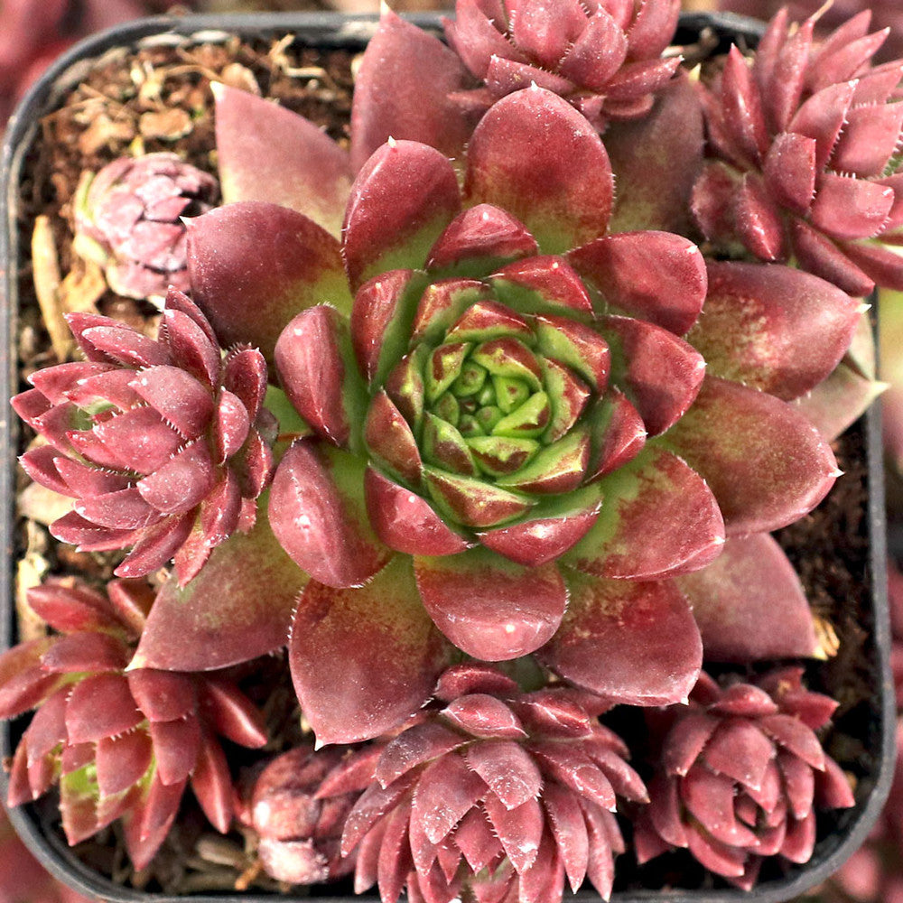 Sempervivum globiferum ssp. hirtum 'Emerald Spring'