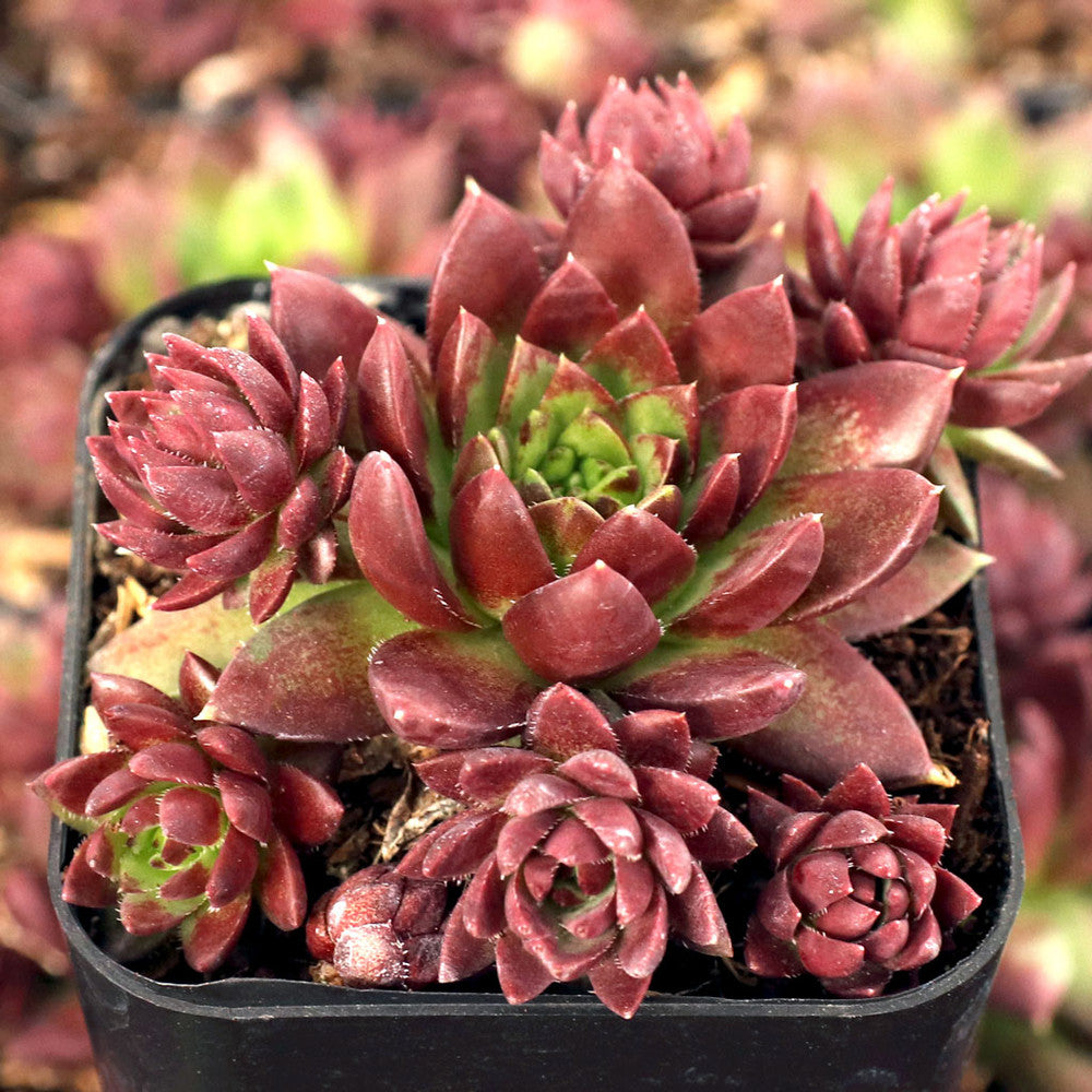 Sempervivum globiferum ssp. hirtum 'Emerald Spring'