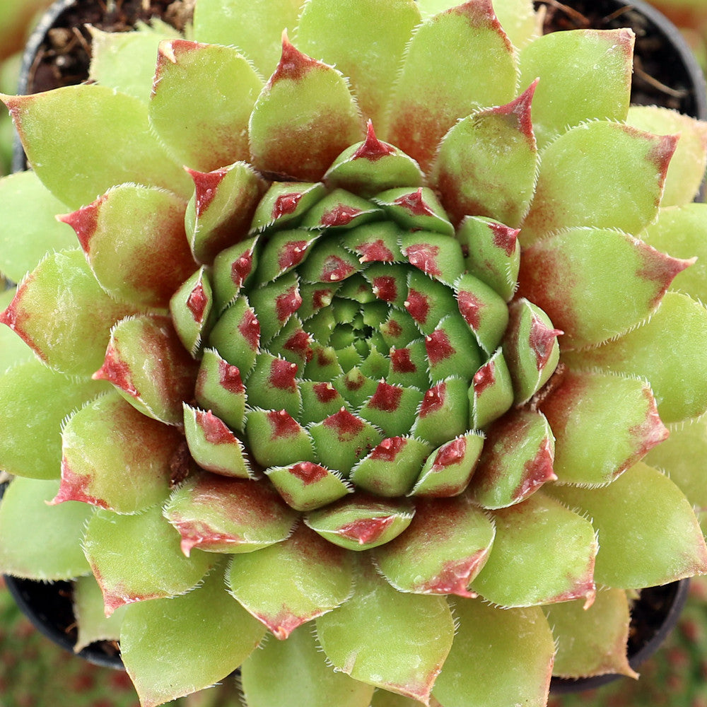 Sempervivum 'Flammenschwert'