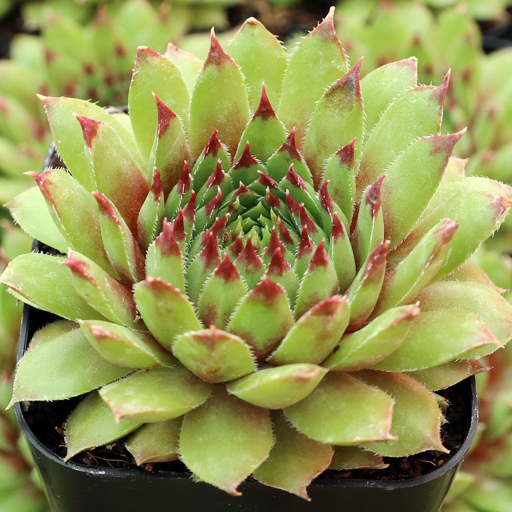 Sempervivum 'Flammenschwert'