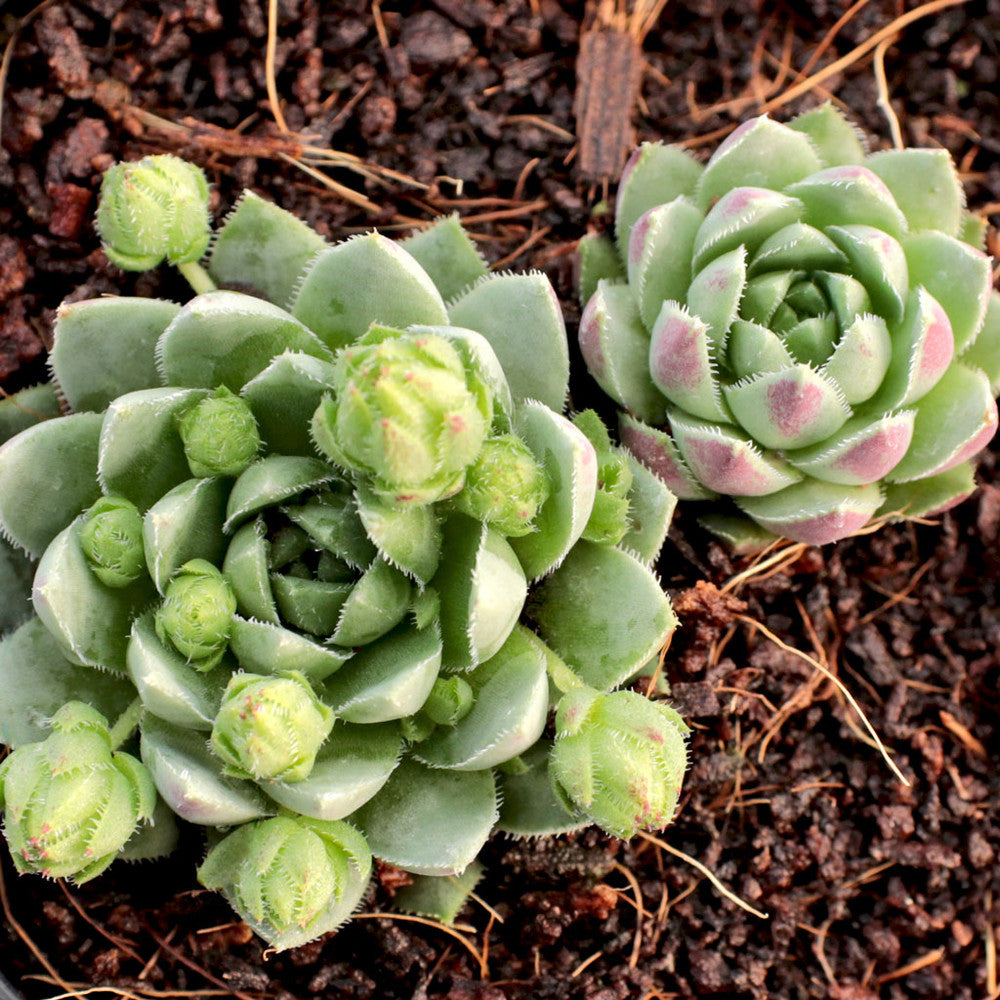Sempervivum globiferum ssp. hirtum 'Borealis'