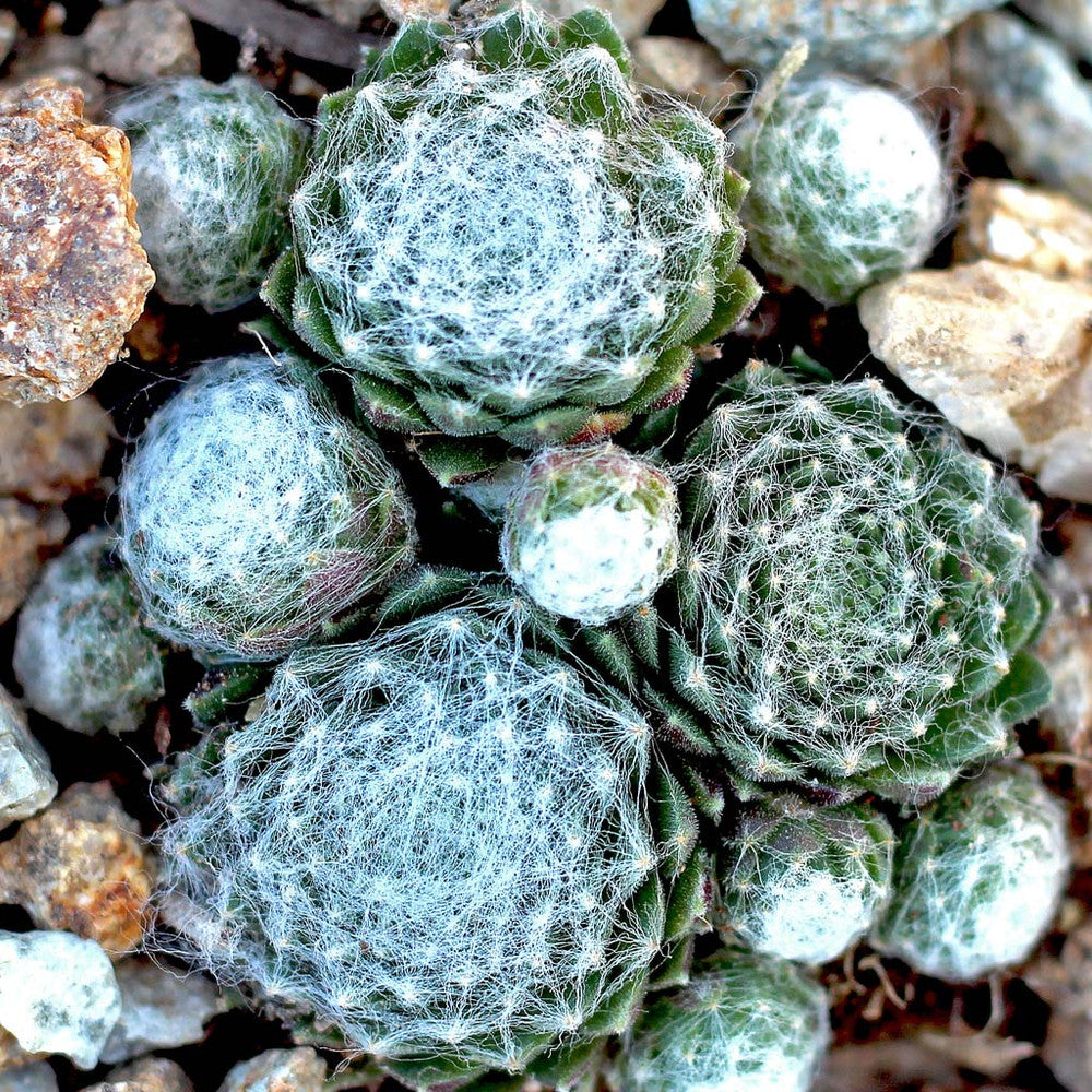 Sempervivum arachnoideum ssp. tomentosum f/ Gorges de Daluis