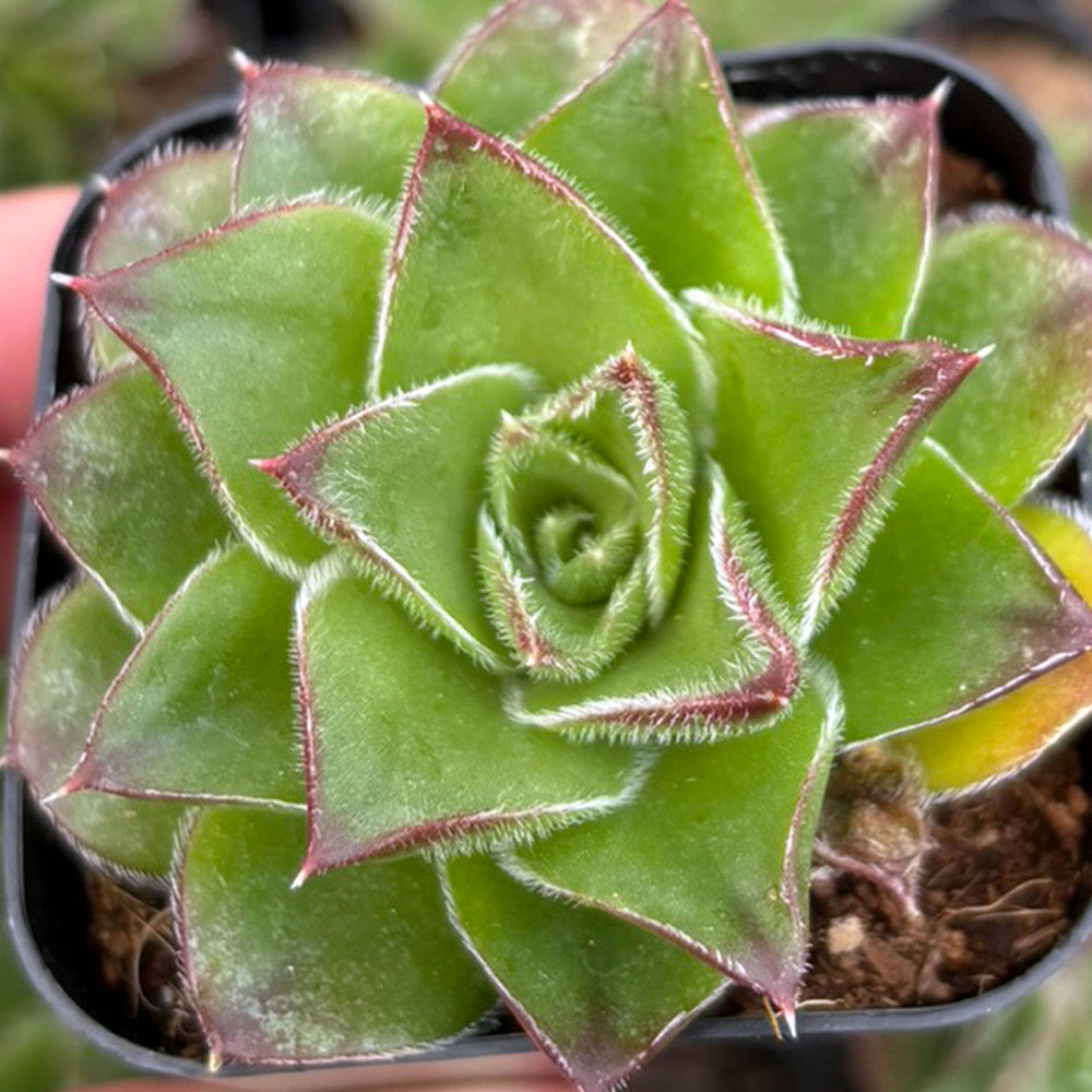 Sempervivum heuffelii 'Green Stone'