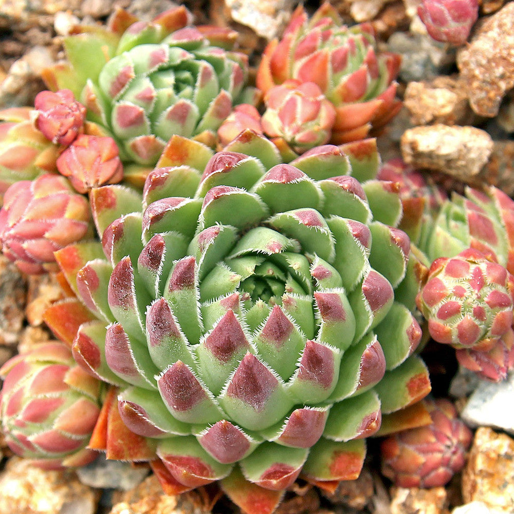 Sempervivum globiferum ssp. hirtum 'Hedgehog'