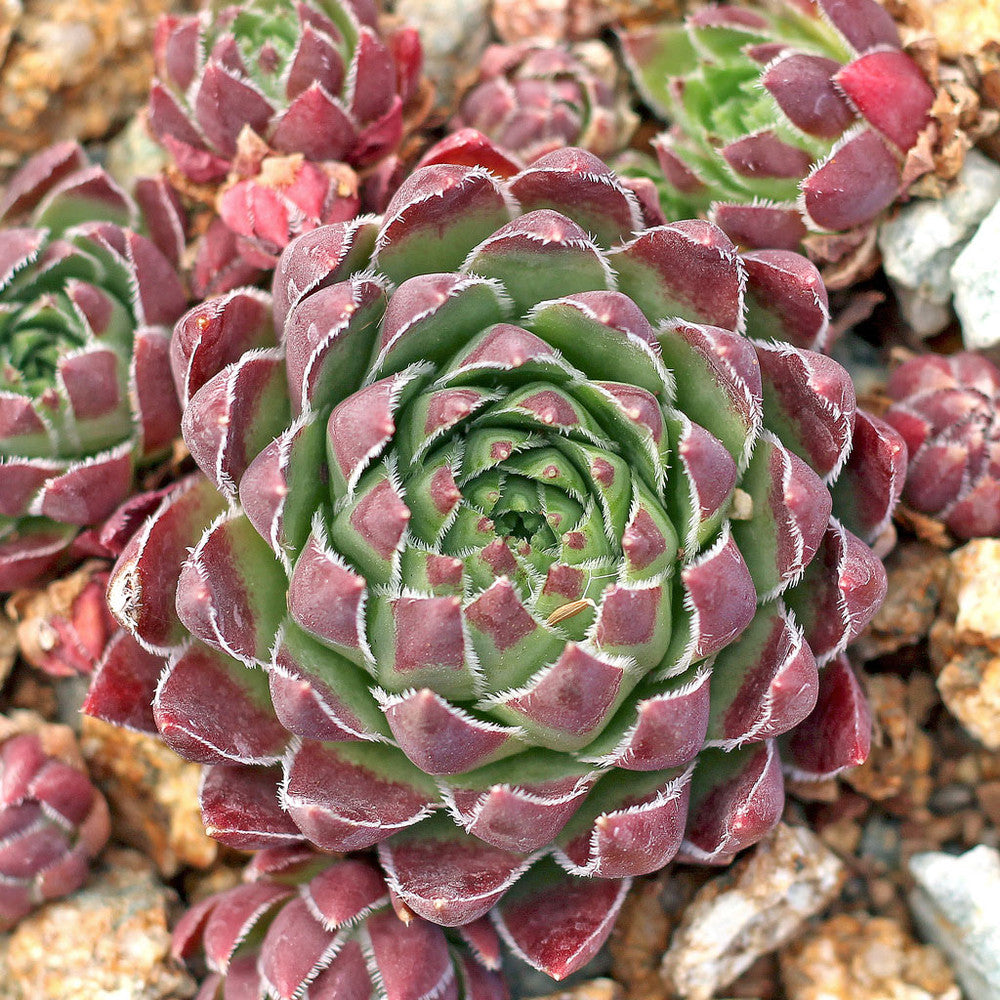 Sempervivum globiferum ssp. hirtum 'Hedgehog'