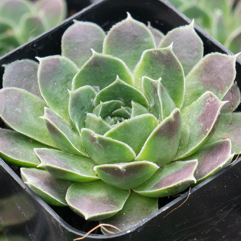 Sempervivum heuffelii 'Beacon Hill'