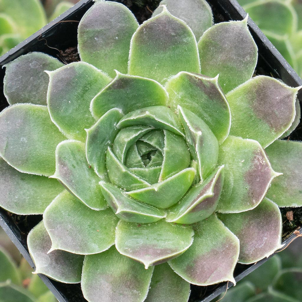 Sempervivum heuffelii 'Beacon Hill'