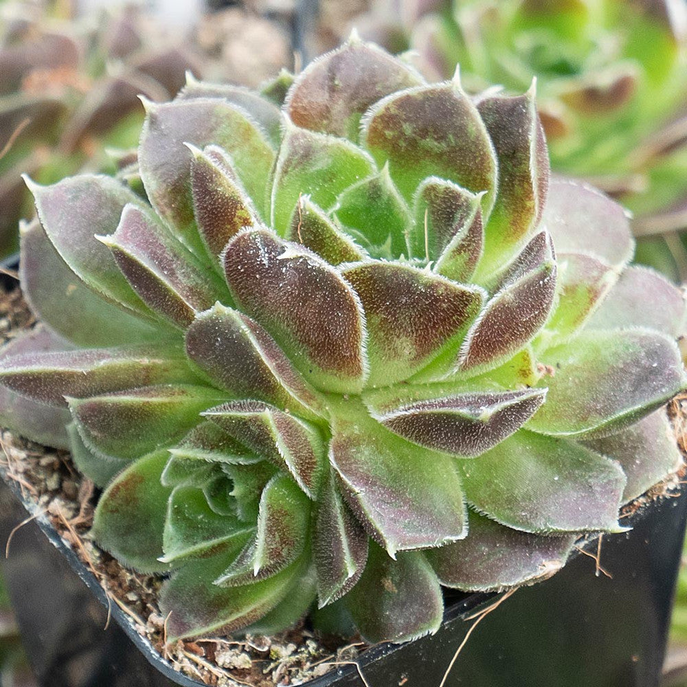 Sempervivum heuffelii 'Beaver'