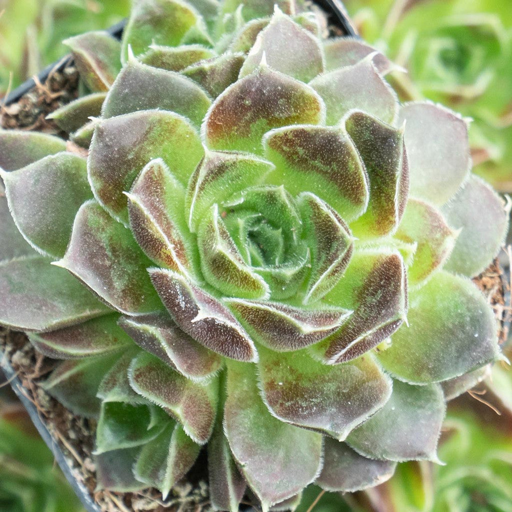 Sempervivum heuffelii 'Beaver'