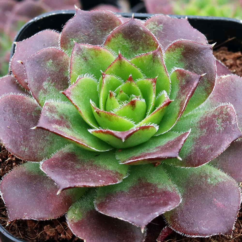 Sempervivum heuffelii 'Bros'