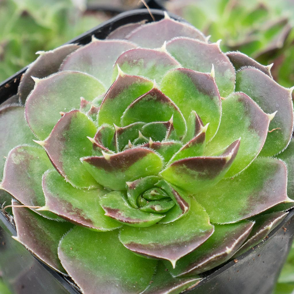 Sempervivum heuffelii 'Chocolate Sundae' [exclusive]