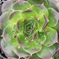 Sempervivum heuffelii 'Chocolate Sundae' [exclusive]