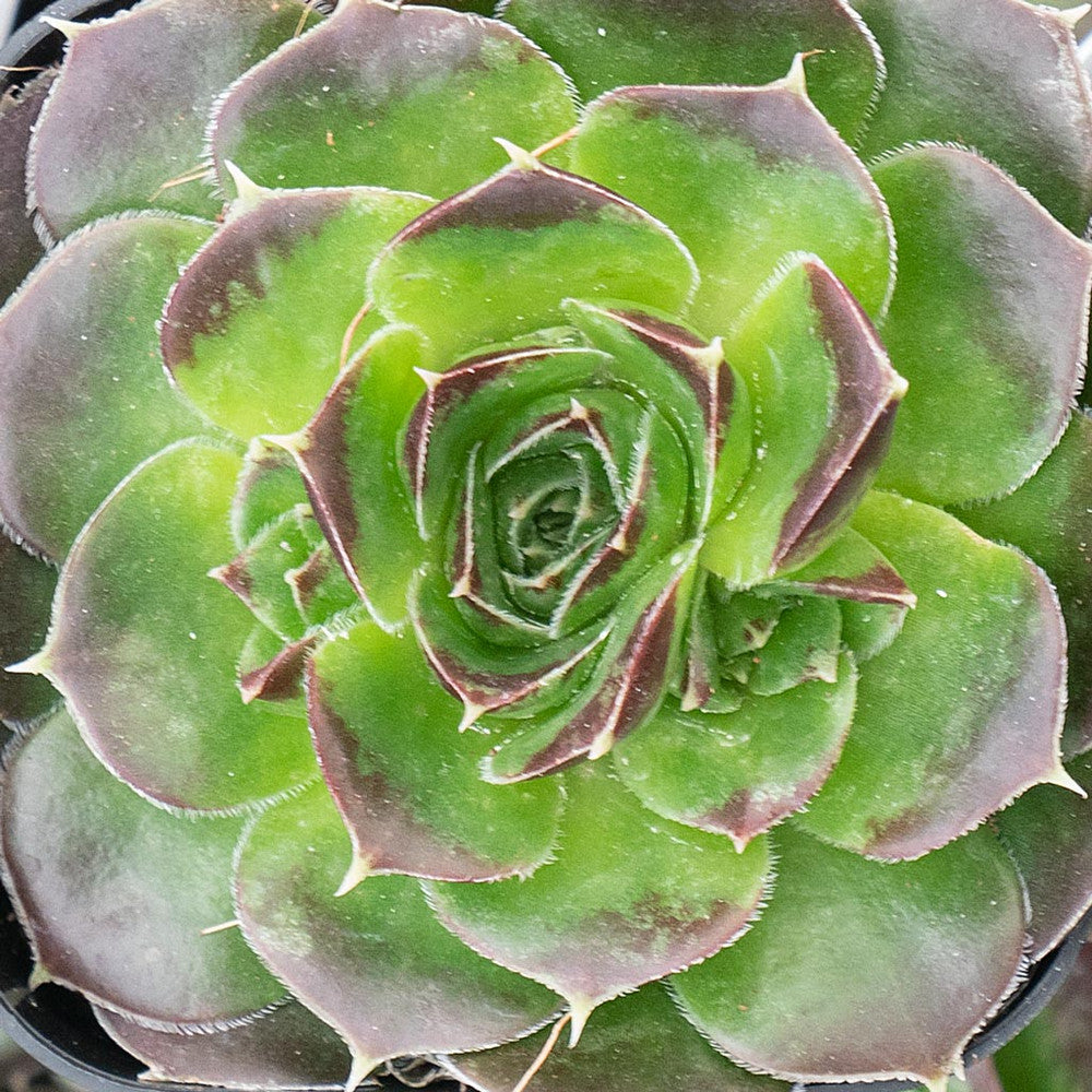 Sempervivum heuffelii 'Chocolate Sundae' [exclusive]