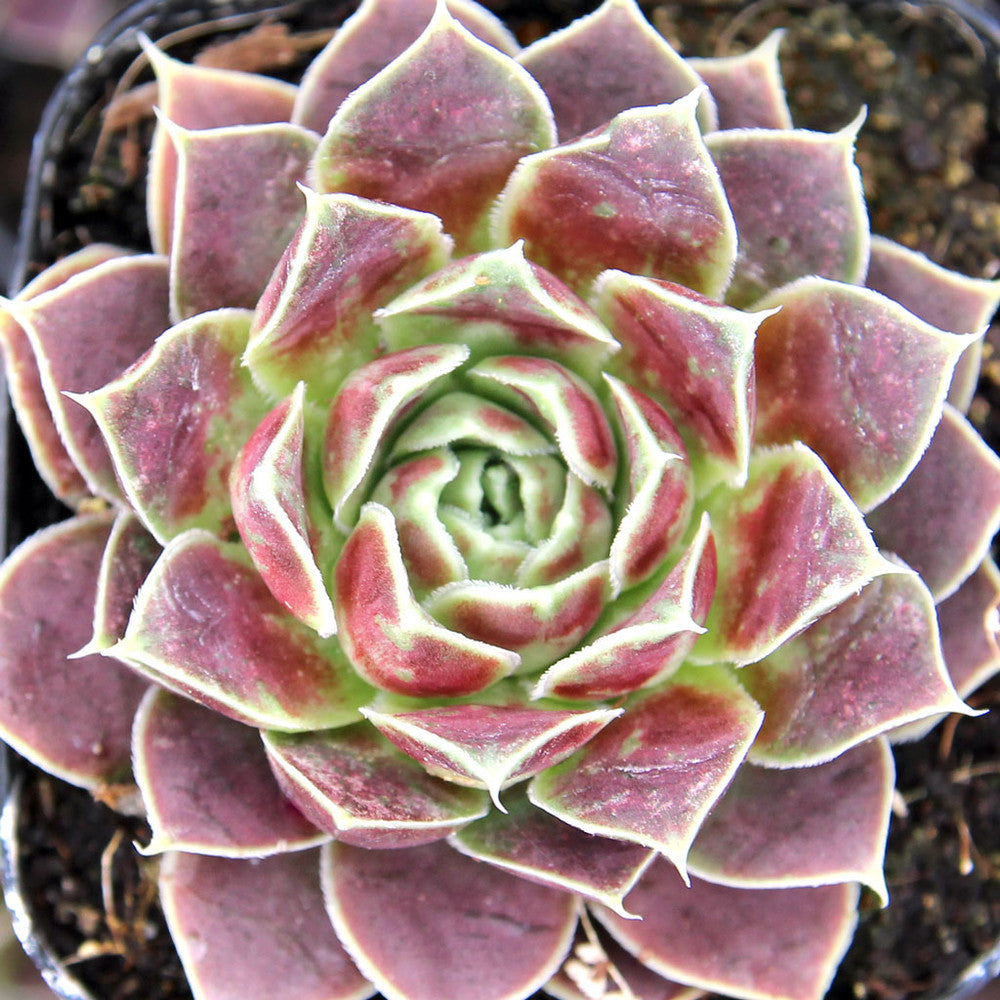 Sempervivum heuffelii 'Chocoleto' [exclusive]