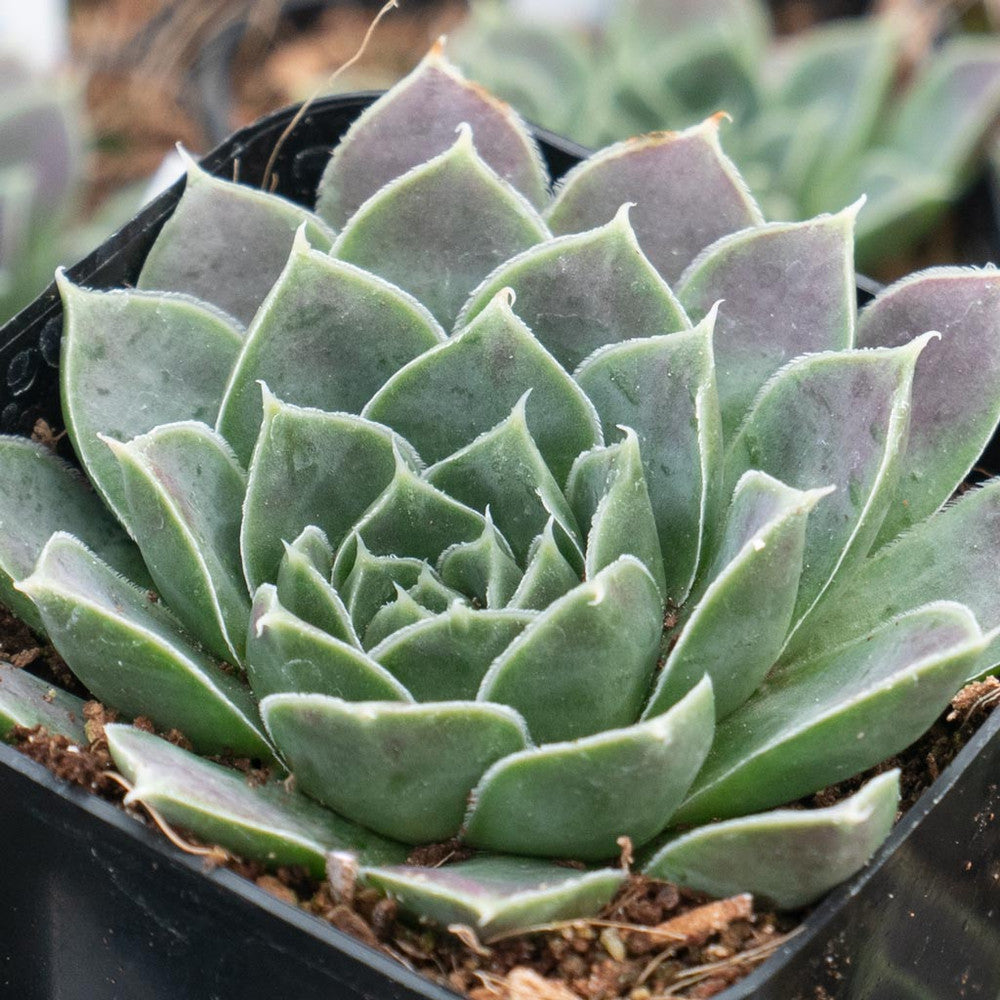 Sempervivum heuffelii 'Chocoleto' [exclusive]