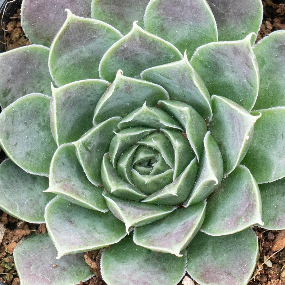 Sempervivum heuffelii 'Chocoleto' [exclusive]