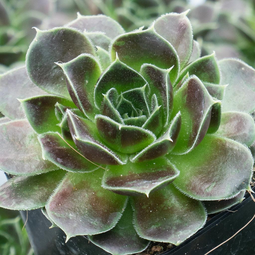 Sempervivum heuffelii 'Irene' [exclusive]