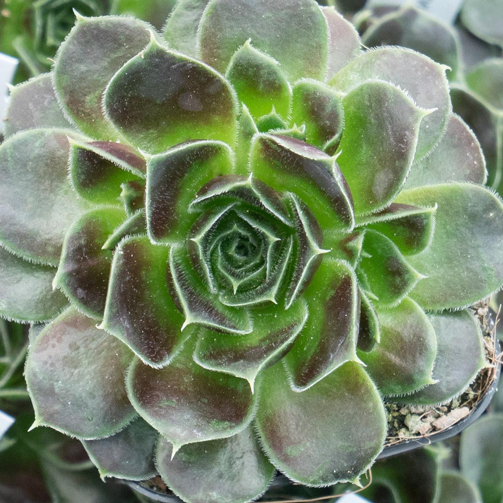 Sempervivum heuffelii 'Irene' [exclusive]