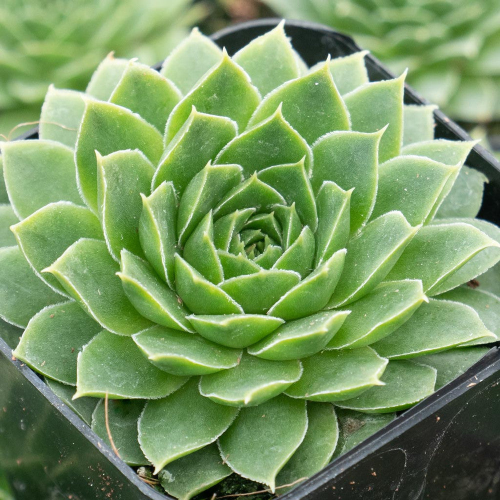 Sempervivum heuffelii 'Jakupica'