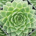 Sempervivum heuffelii 'Jakupica'