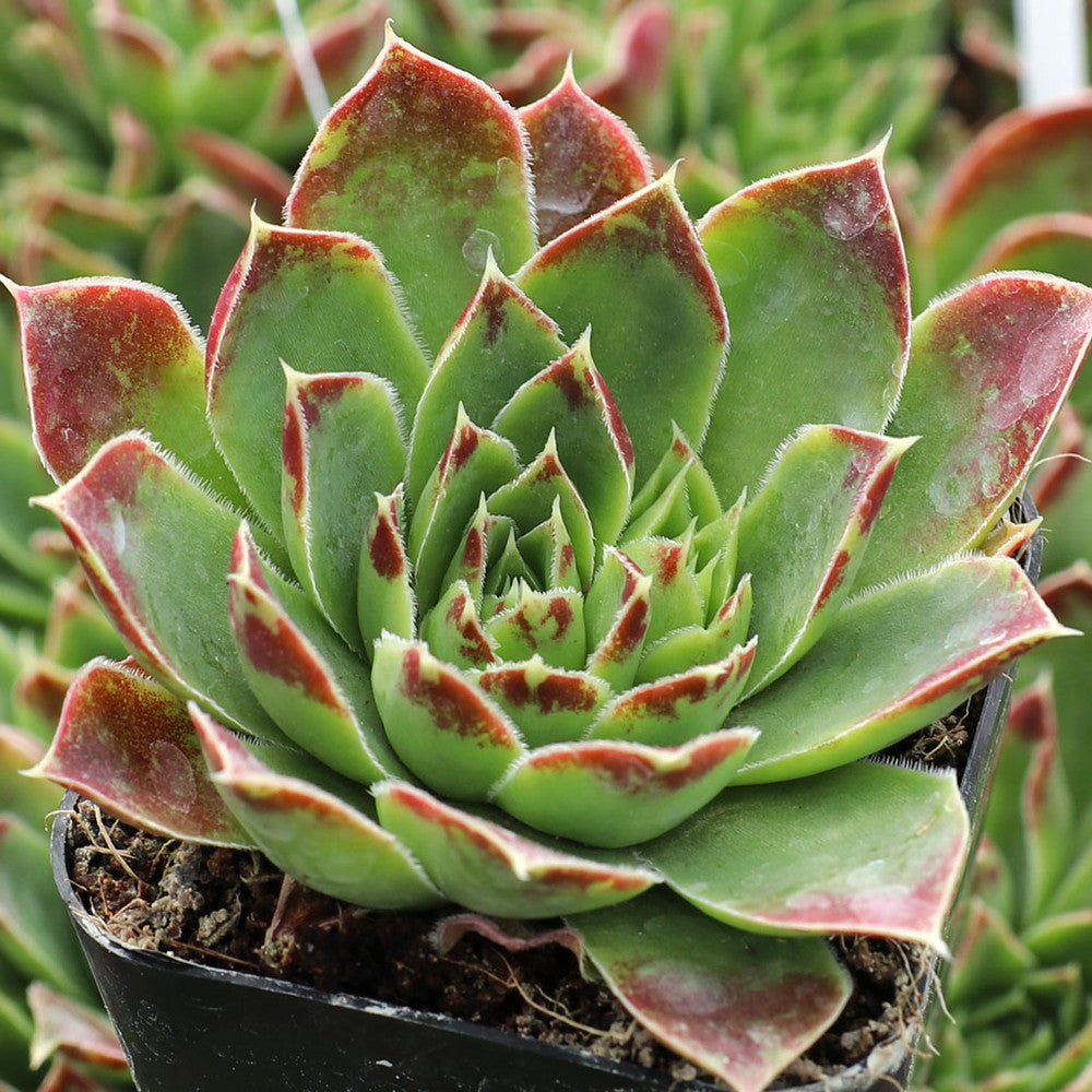 Sempervivum heuffelii 'Musketeer'