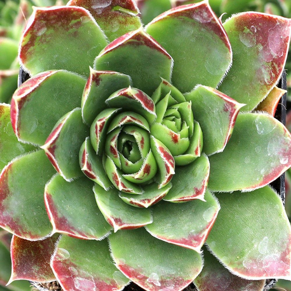 Sempervivum heuffelii 'Musketeer'