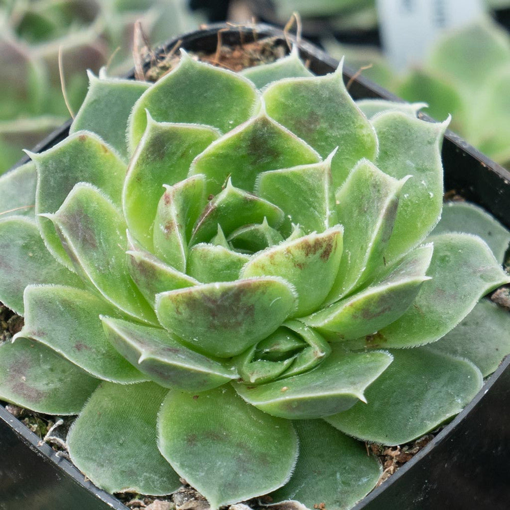 Sempervivum heuffelii 'Pink Skies'