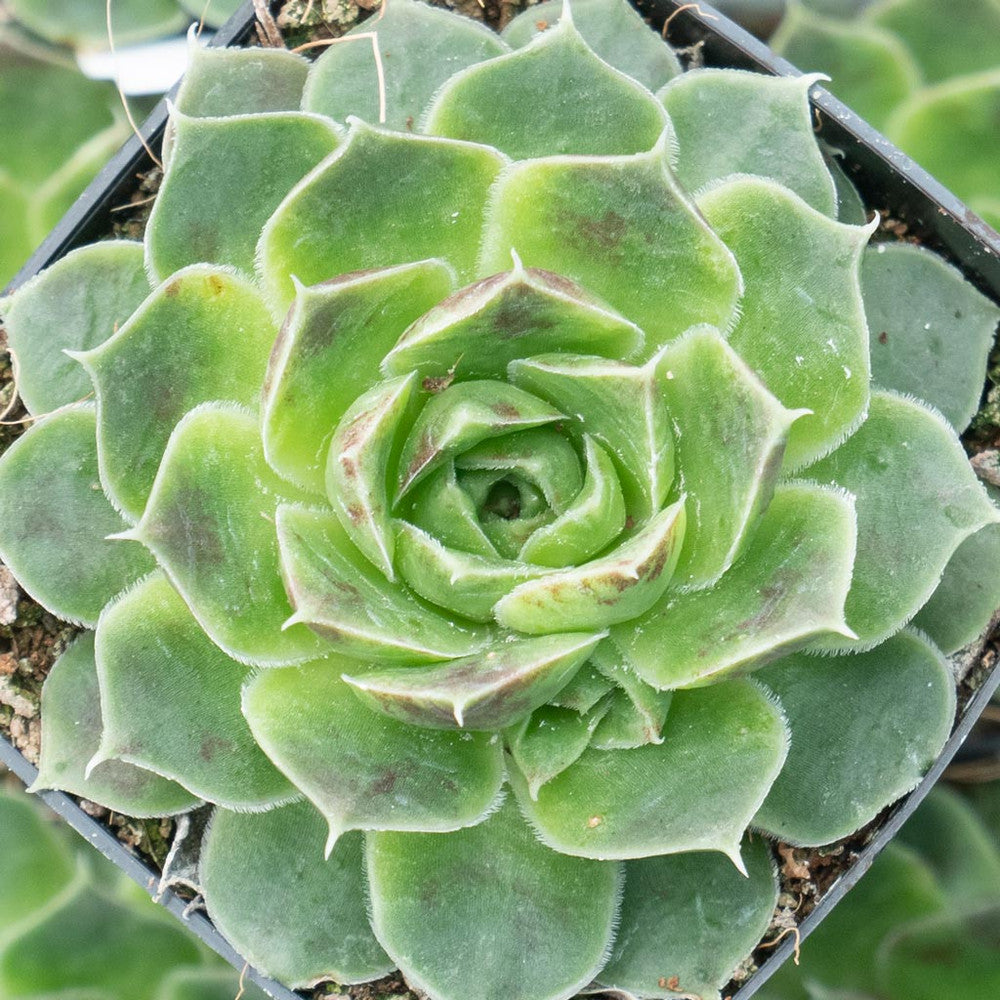 Sempervivum heuffelii 'Pink Skies'