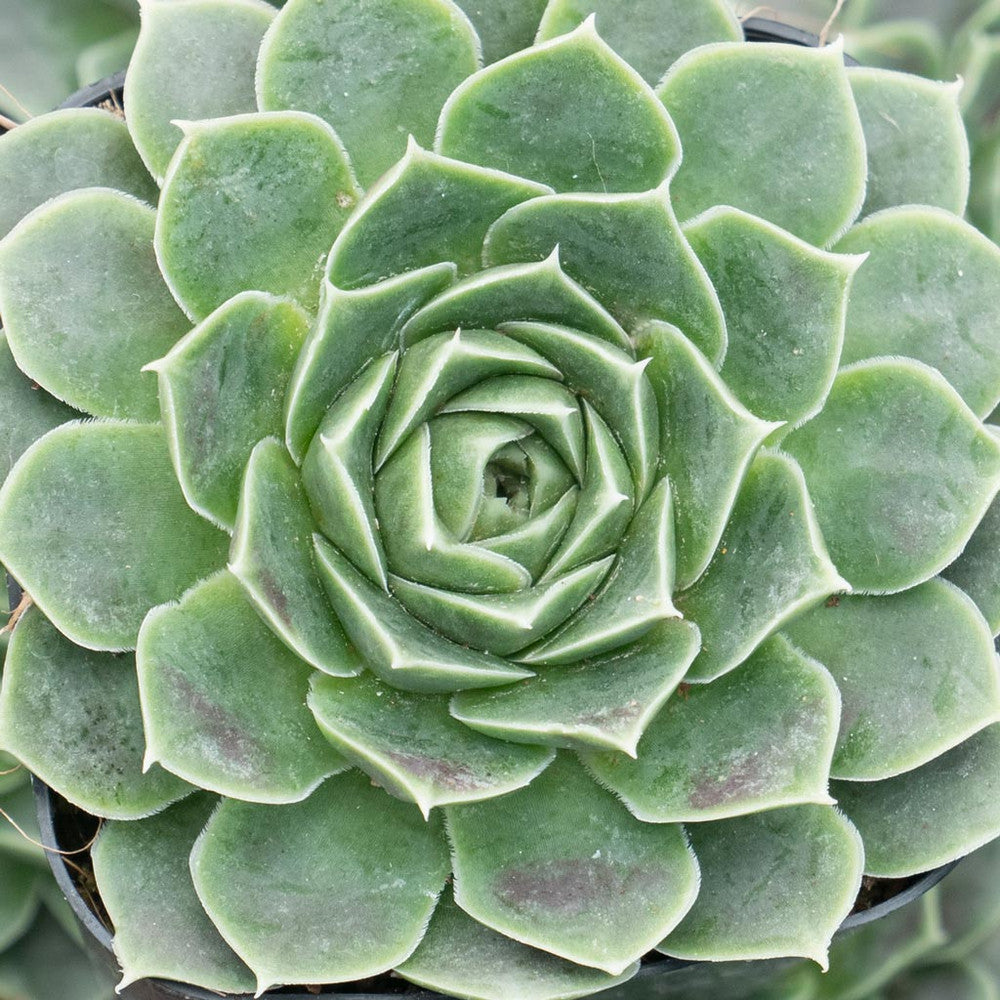 Sempervivum heuffelii 'Purple Haze'