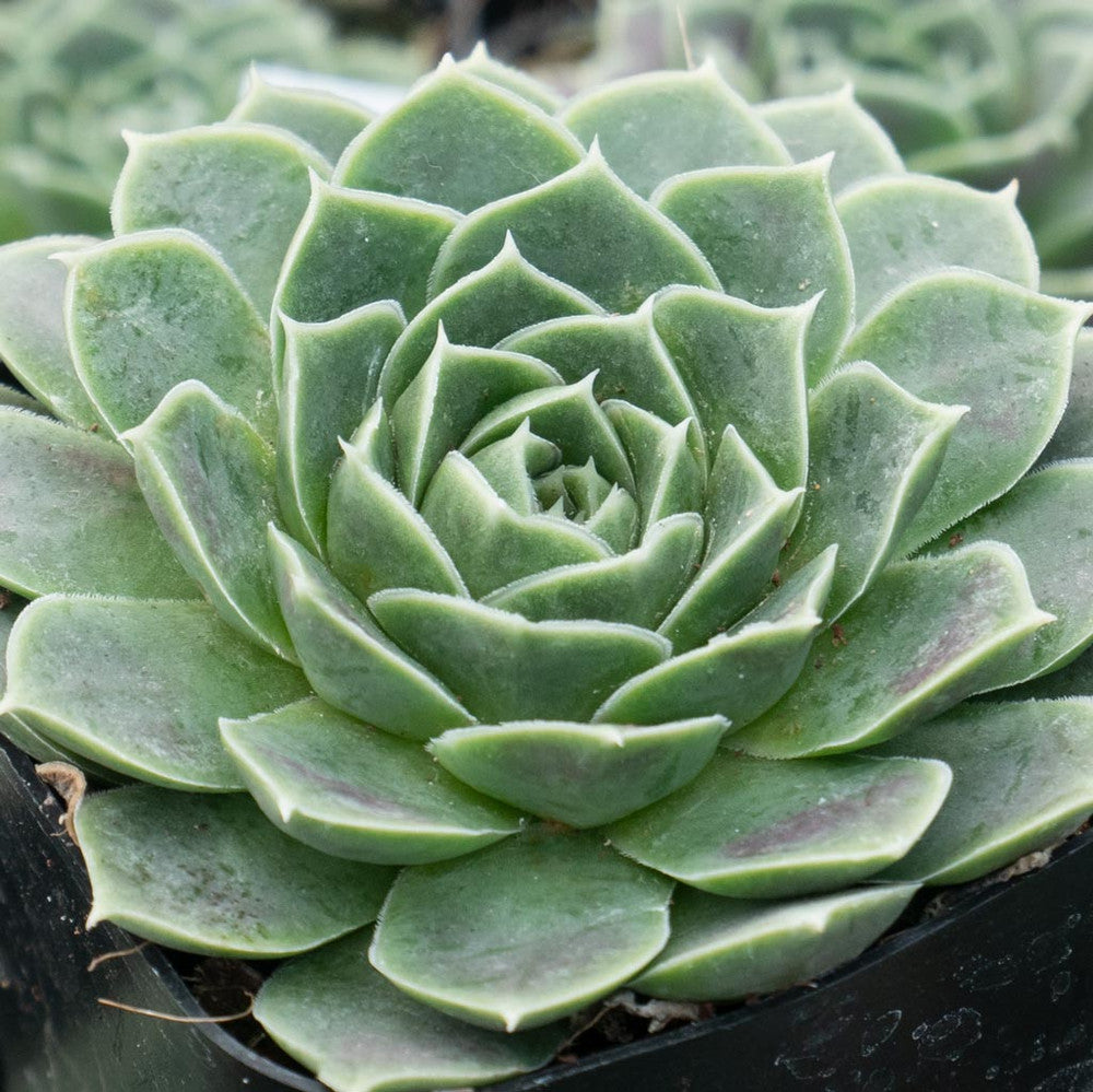 Sempervivum heuffelii 'Purple Haze'