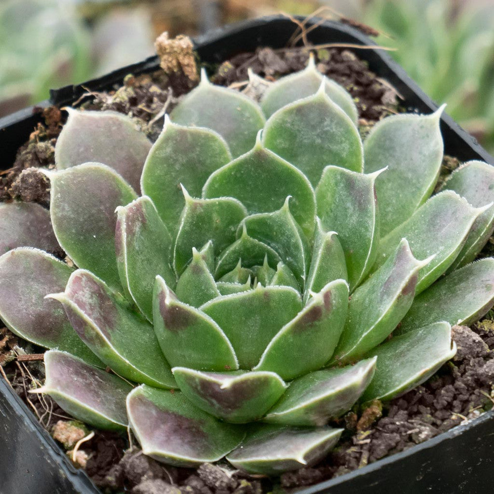 Sempervivum heuffelii 'Violet'