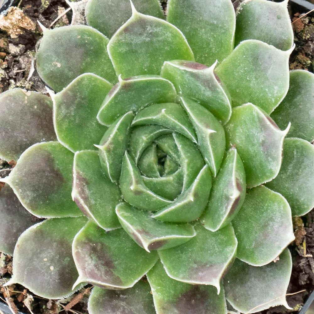 Sempervivum heuffelii 'Violet'