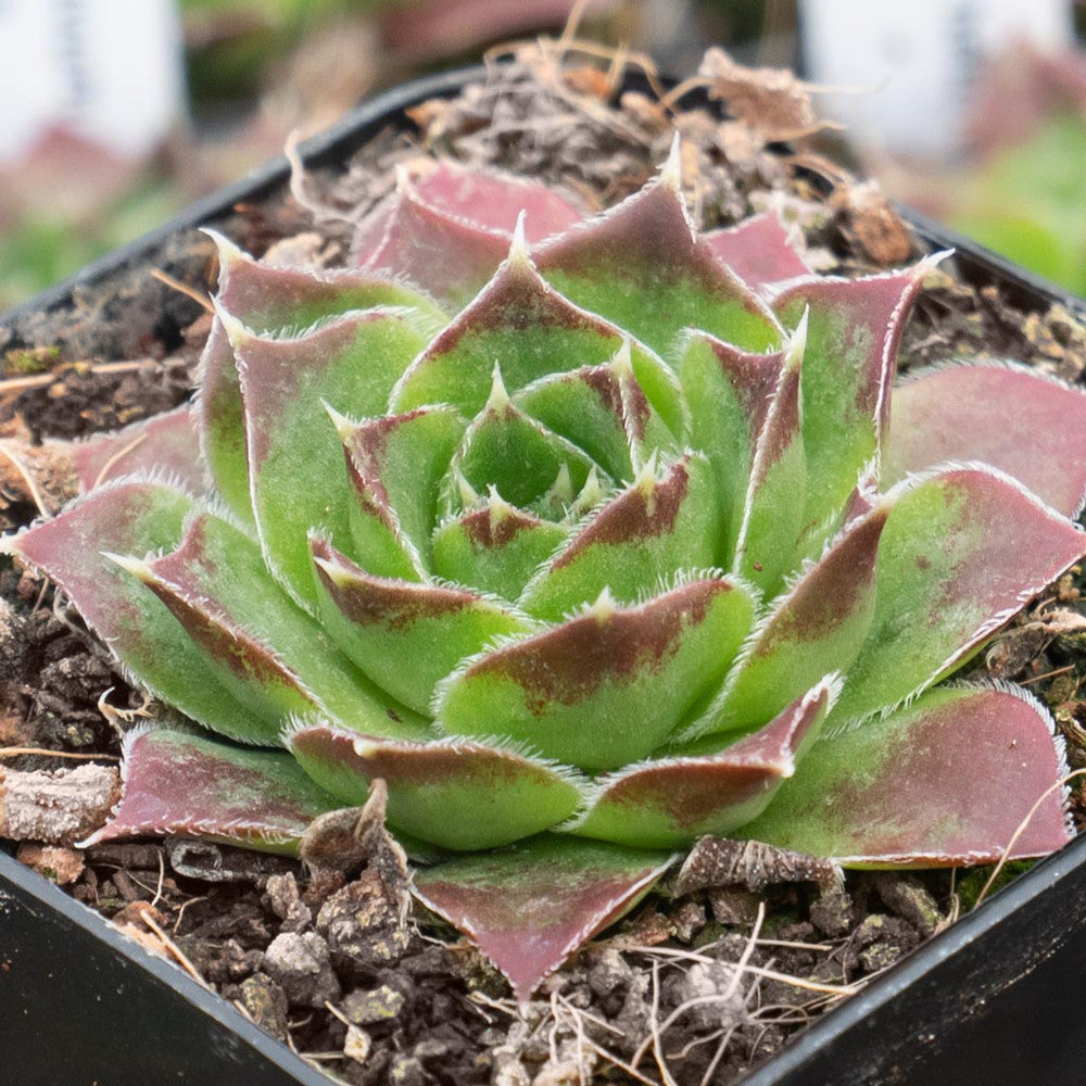 Sempervivum heuffelii 'Worstiana'