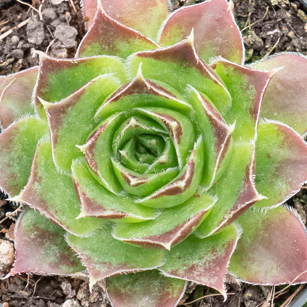 Sempervivum heuffelii 'Worstiana'