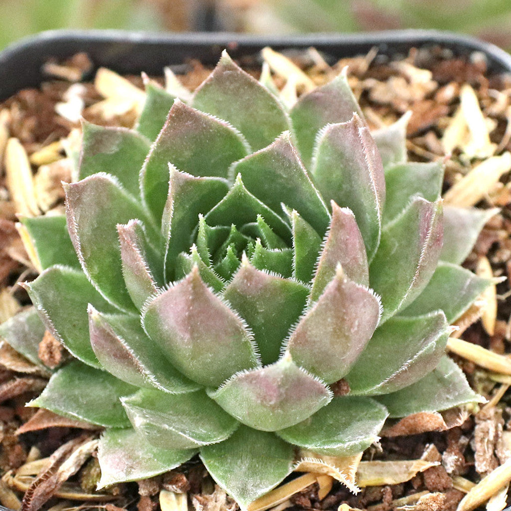 Sempervivum 'Hopewell'