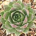Sempervivum 'Hopewell'