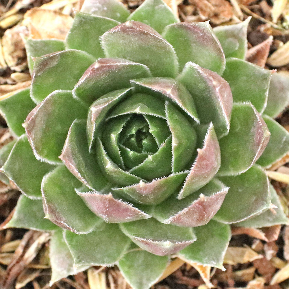Sempervivum 'Hopewell'
