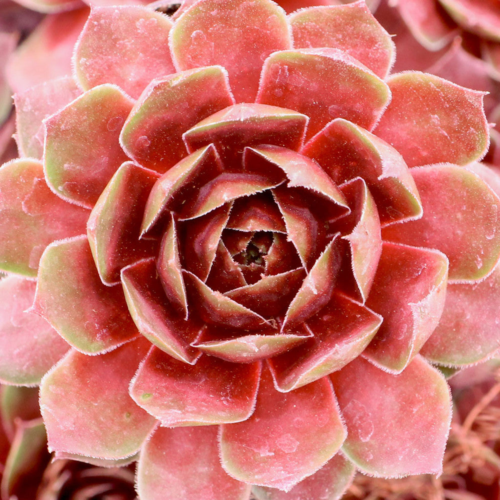 Sempervivum 'Hopewell'