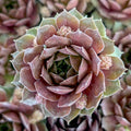 Sempervivum 'Hot Cocoa'