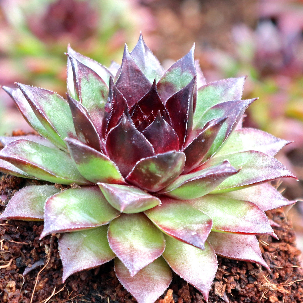 Sempervivum 'Hot Summer'