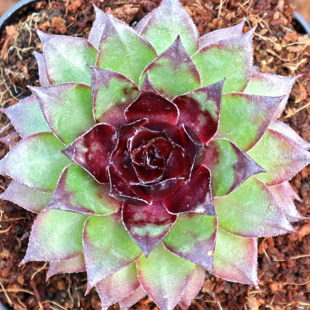 Sempervivum 'Hot Summer'