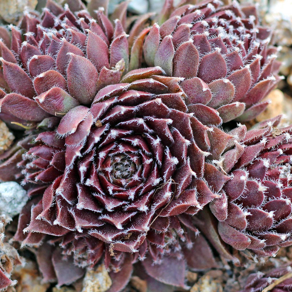 Sempervivum 'Jade Rose'