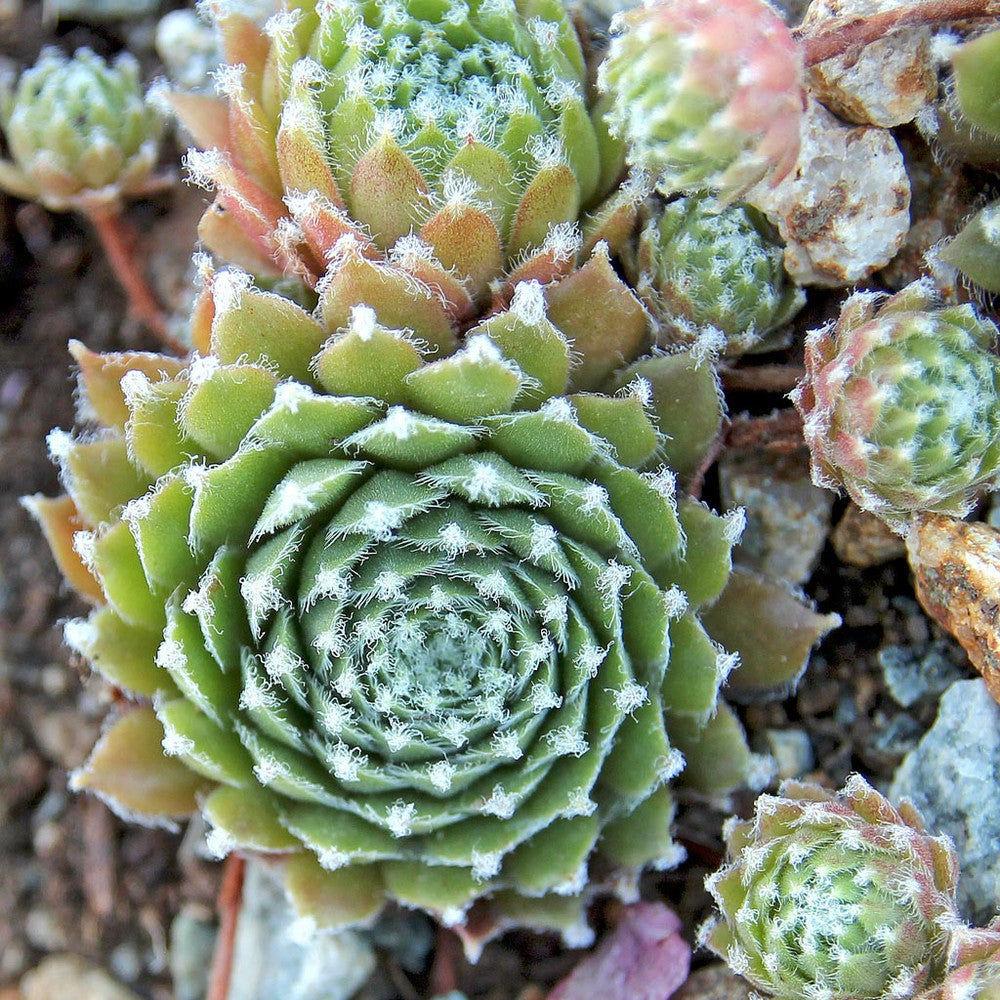 Sempervivum 'Jade Rose'