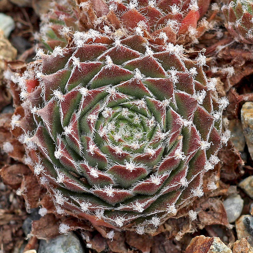 Sempervivum 'Jade Rose'
