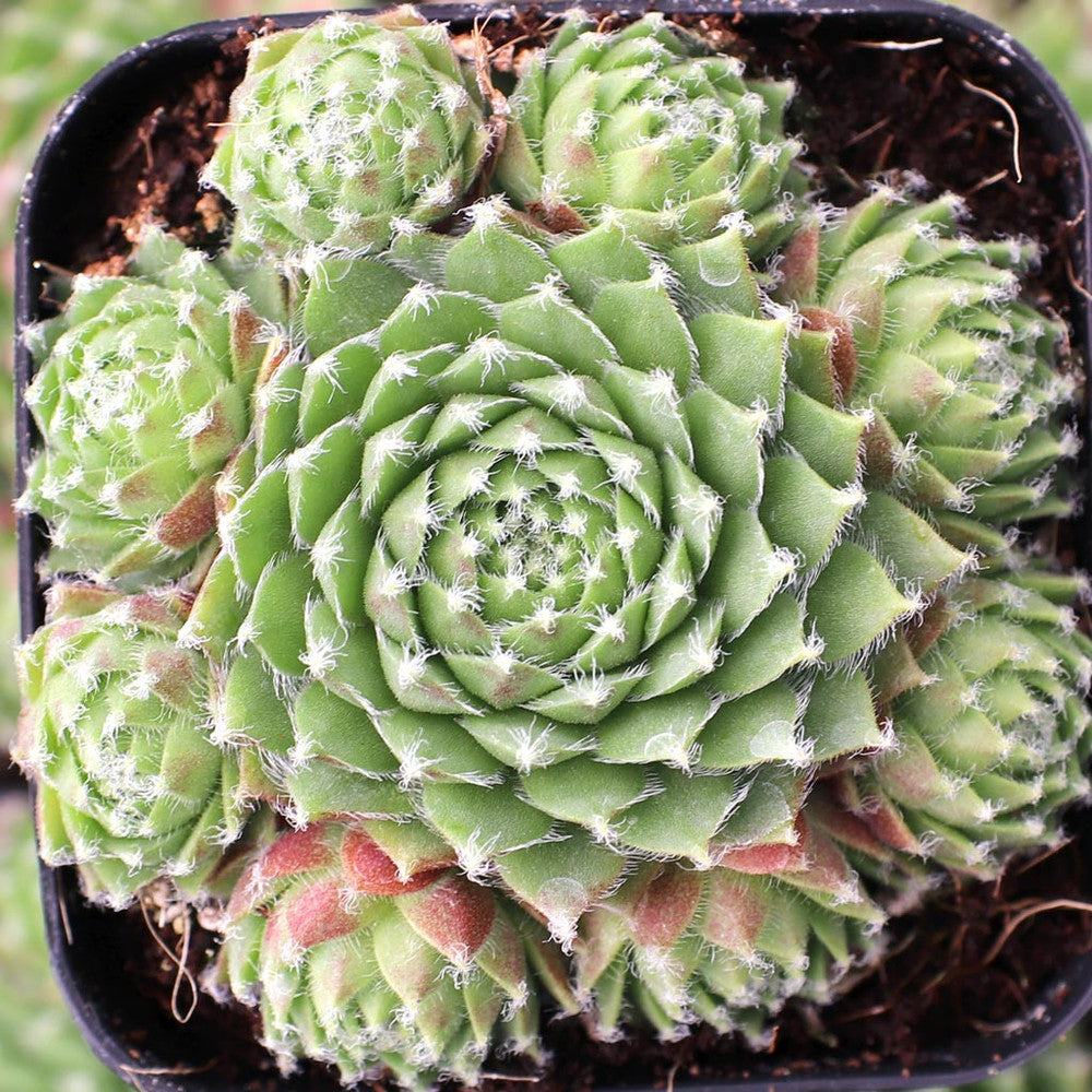 Sempervivum 'Jeanne d'Arc'