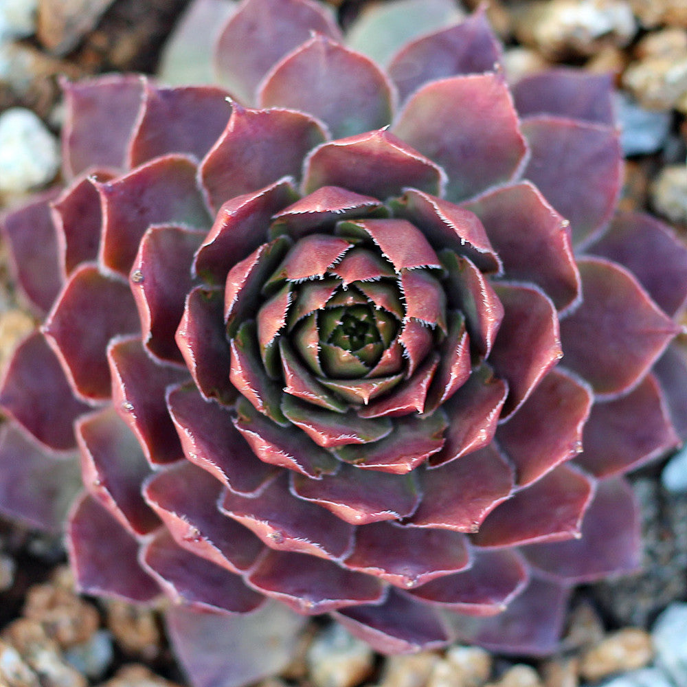 Sempervivum 'Lavender and Old Lace'