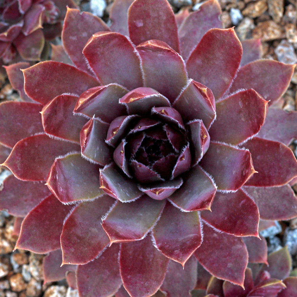 Sempervivum 'Lavender and Old Lace'