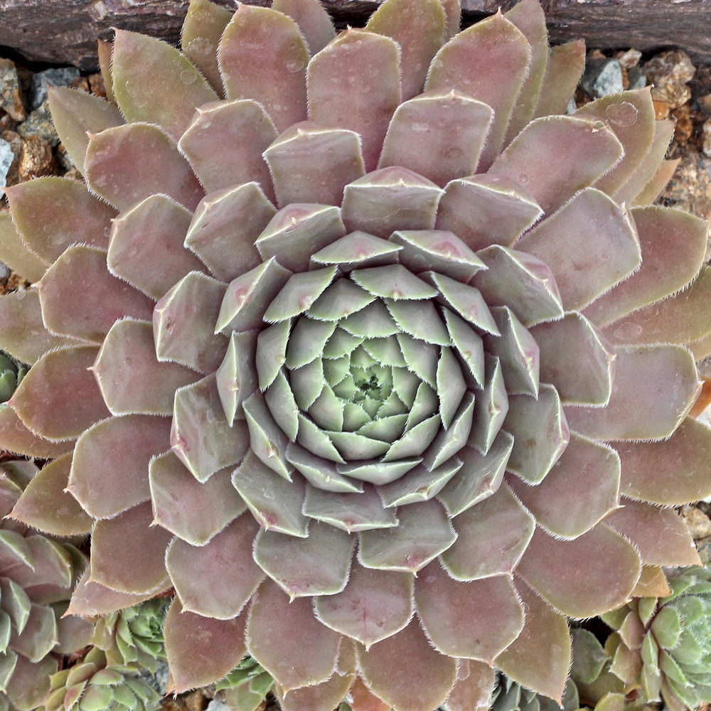 Sempervivum 'Lavender and Old Lace'
