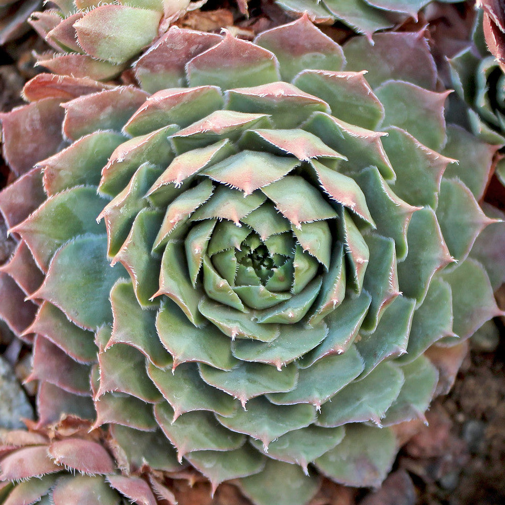 Sempervivum 'Lavender and Old Lace'