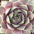 Sempervivum 'Lavender and Old Lace'